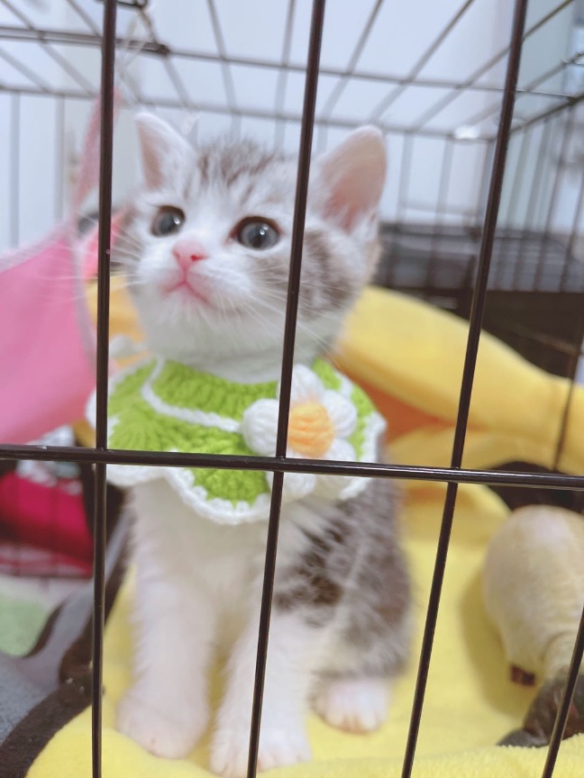 猫图片|宠物猫|猫咪|