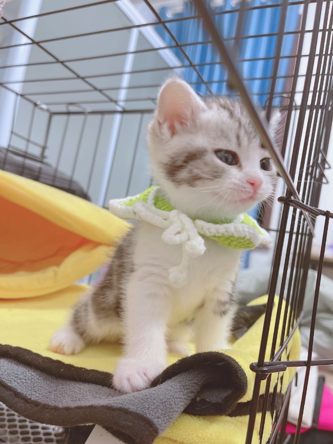 猫图片|宠物猫|猫咪|