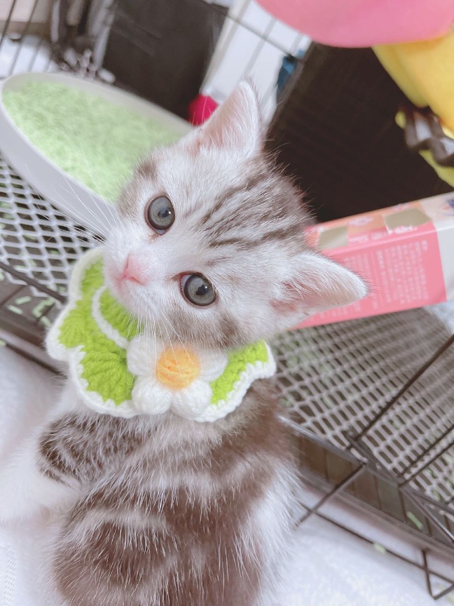 猫图片|宠物猫|猫咪|