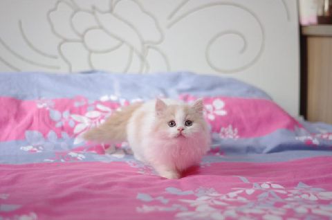 猫图片|宠物猫|猫咪|