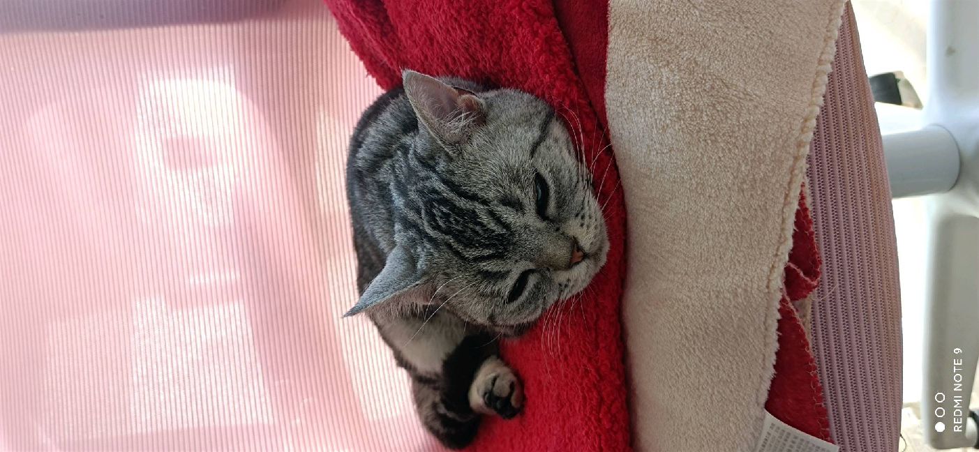 猫图片|宠物猫|猫咪|