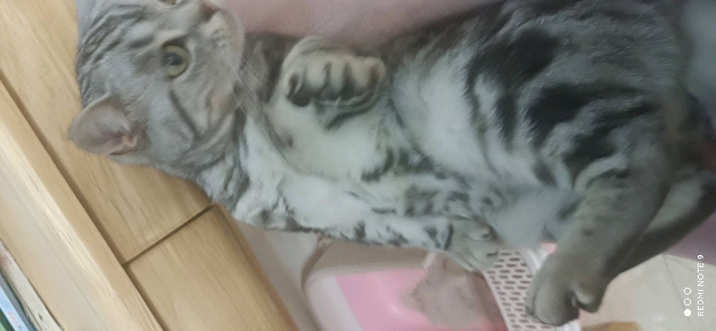 猫图片|宠物猫|猫咪|