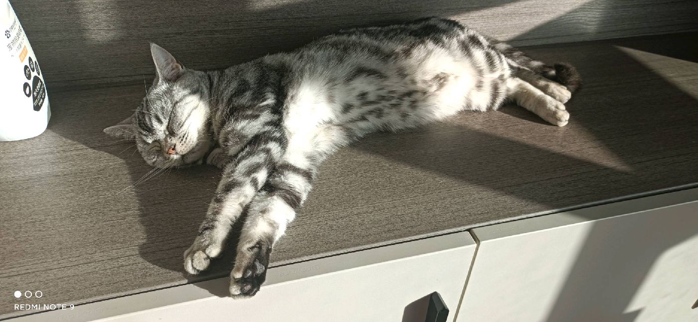 猫图片|宠物猫|猫咪|