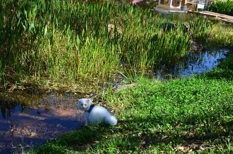 猫图片|宠物猫|猫咪|