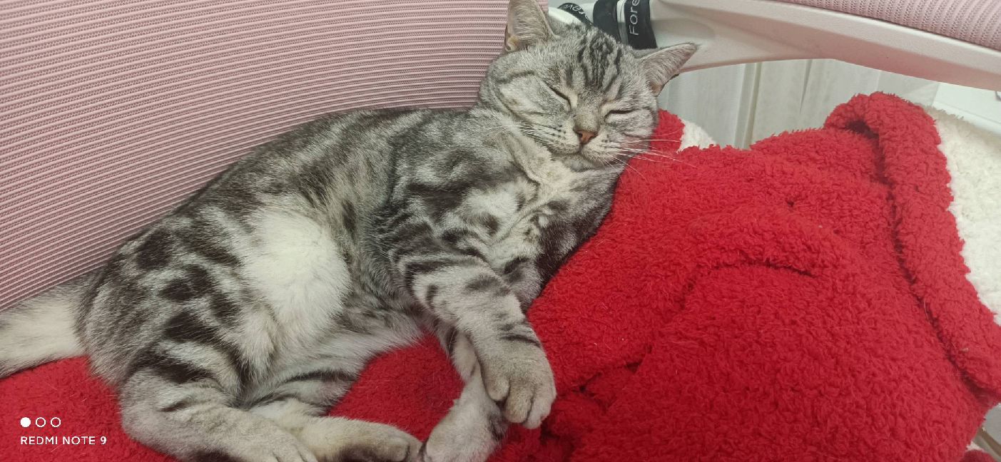 猫图片|宠物猫|猫咪|