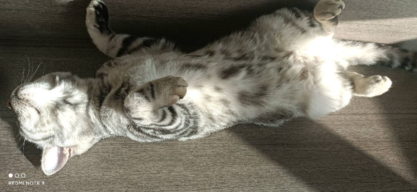 猫图片|宠物猫|猫咪|