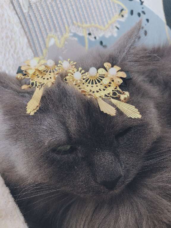 猫图片|宠物猫|猫咪|