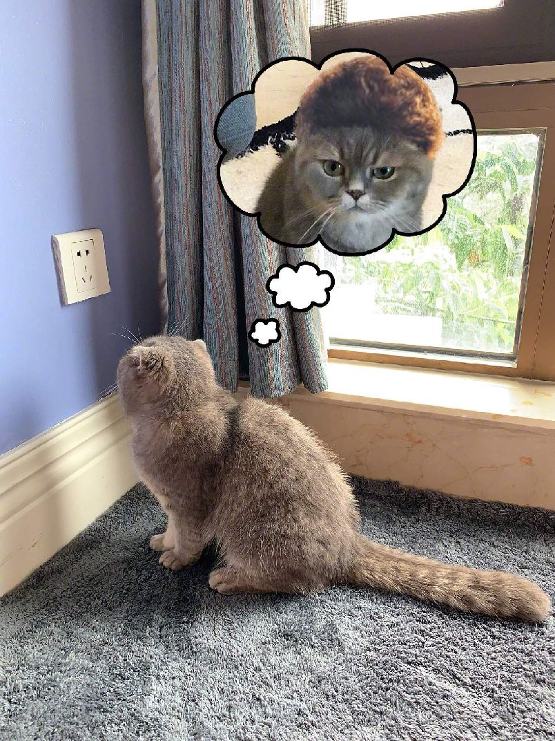 猫图片|宠物猫|猫咪|