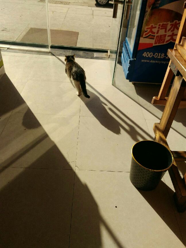 猫图片|宠物猫|猫咪|