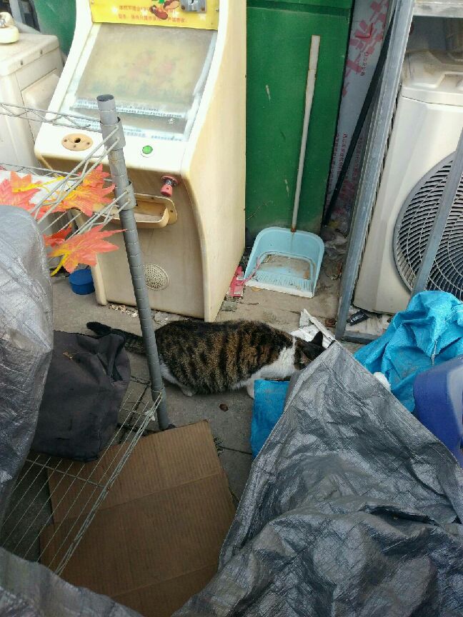 猫图片|宠物猫|猫咪|