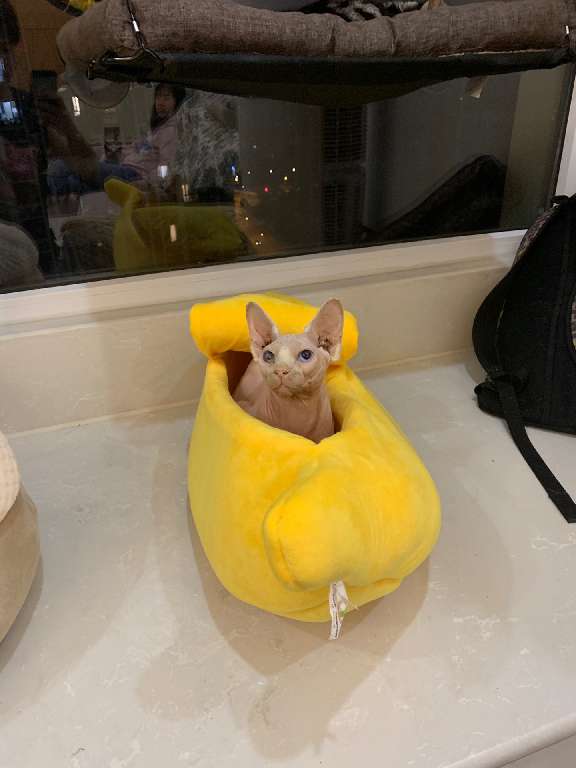 猫图片|宠物猫|猫咪|