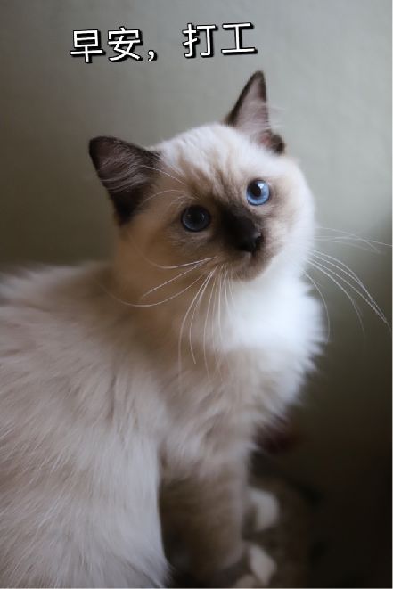 猫图片|宠物猫|猫咪|