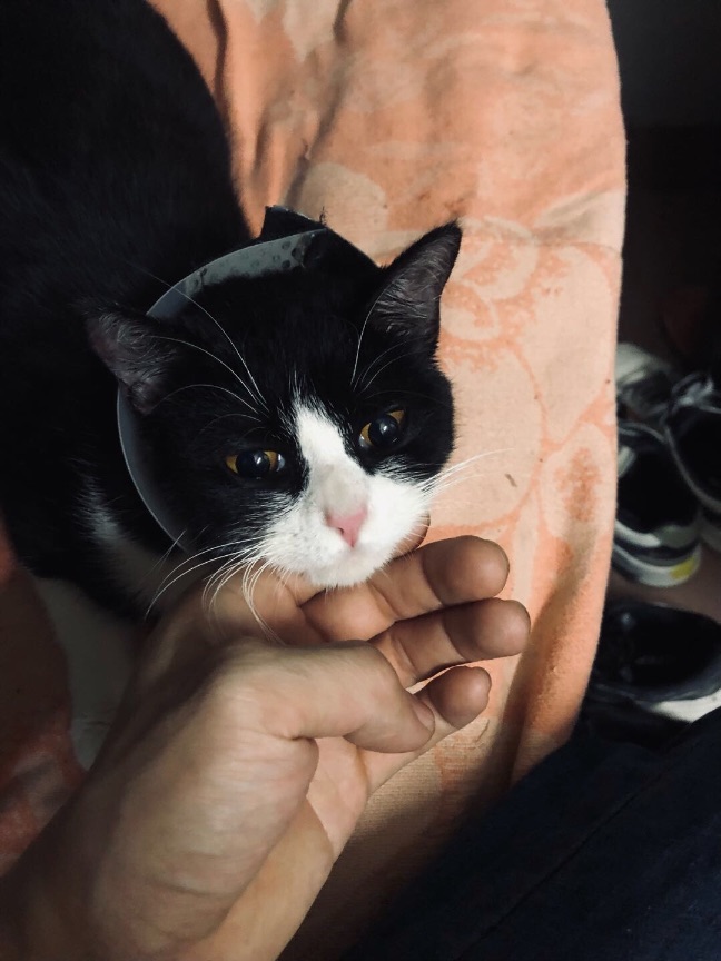 猫图片|宠物猫|猫咪|