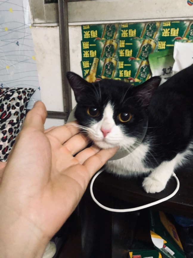 猫图片|宠物猫|猫咪|