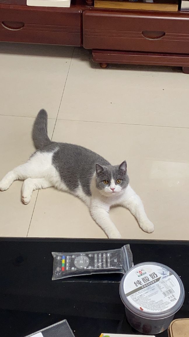 猫图片|宠物猫|猫咪|