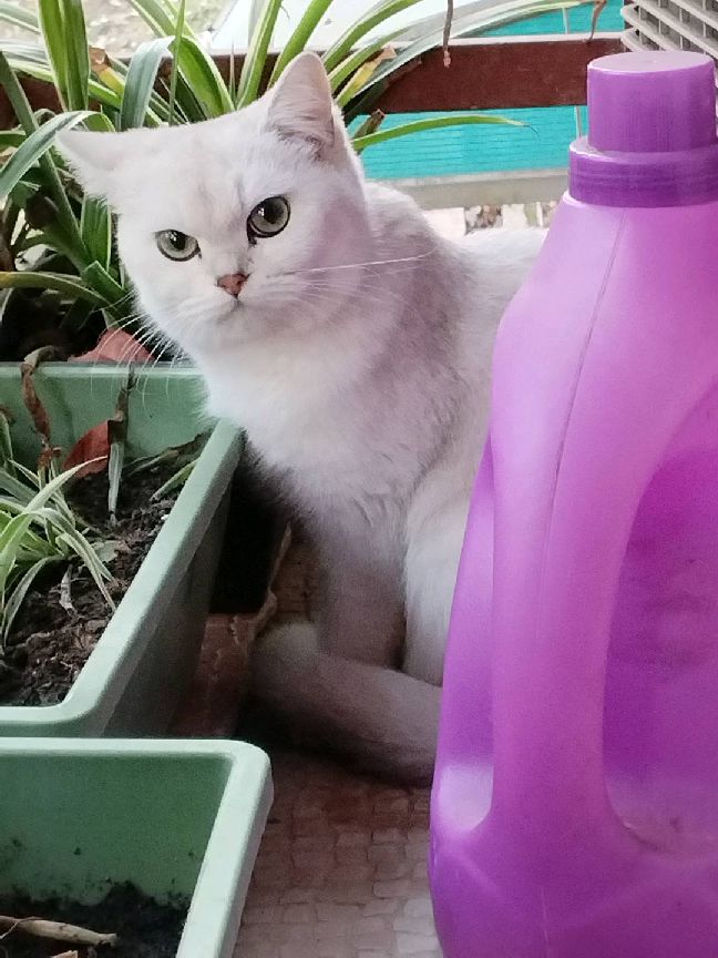 猫图片|宠物猫|猫咪|