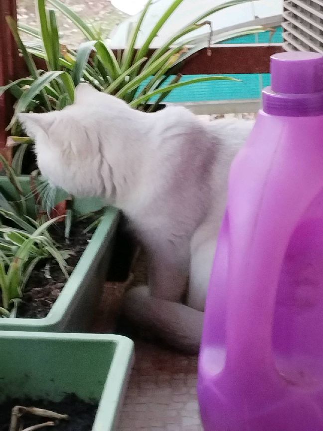 猫图片|宠物猫|猫咪|