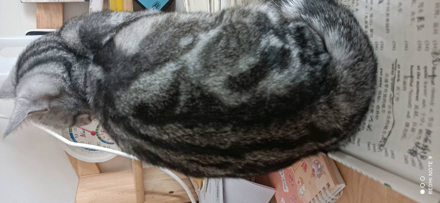 猫图片|宠物猫|猫咪|