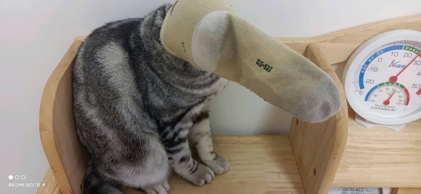 猫图片|宠物猫|猫咪|