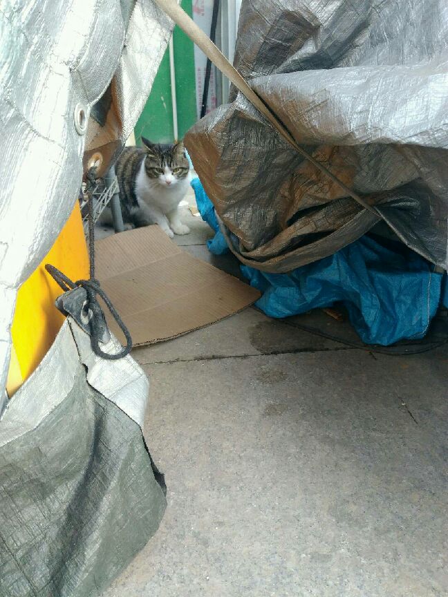 猫图片|宠物猫|猫咪|