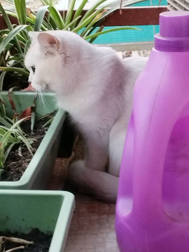 猫图片|宠物猫|猫咪|