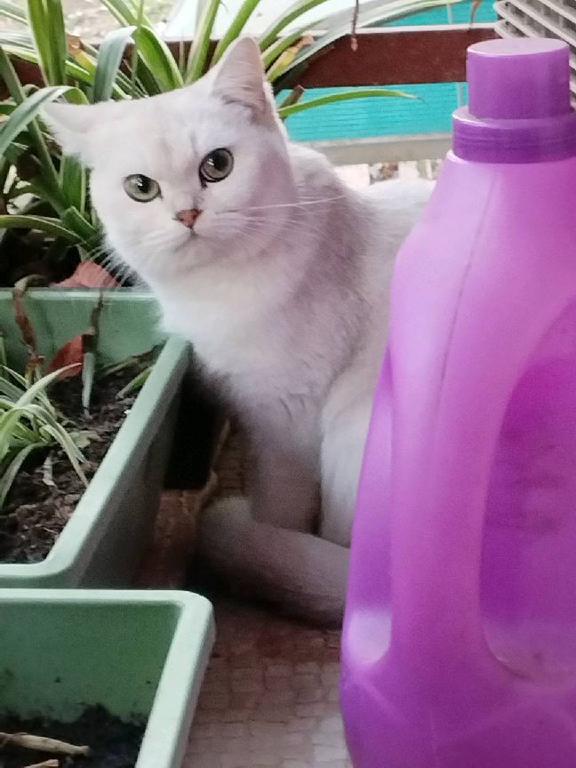 猫图片|宠物猫|猫咪|