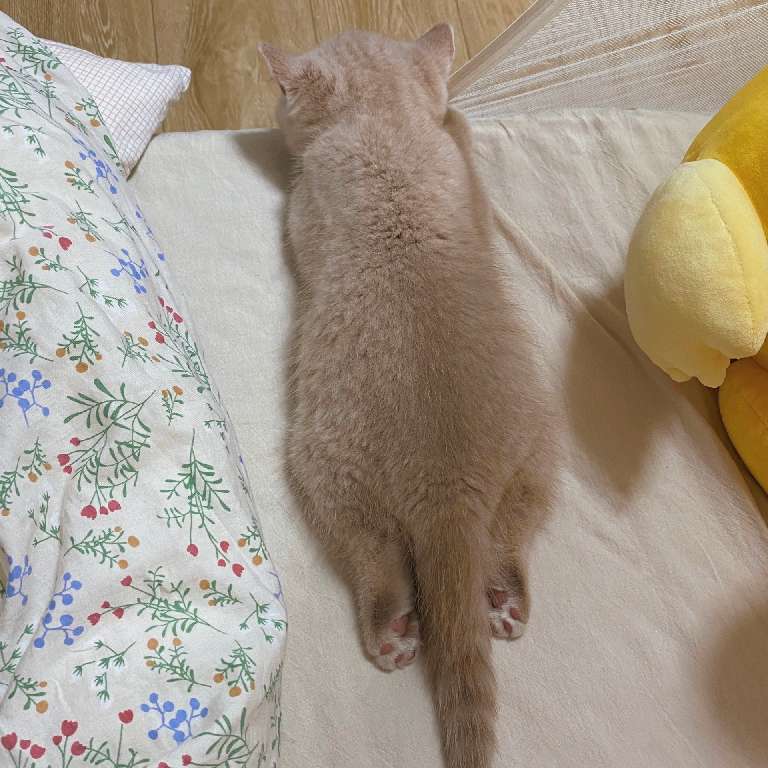 猫图片|宠物猫|猫咪|