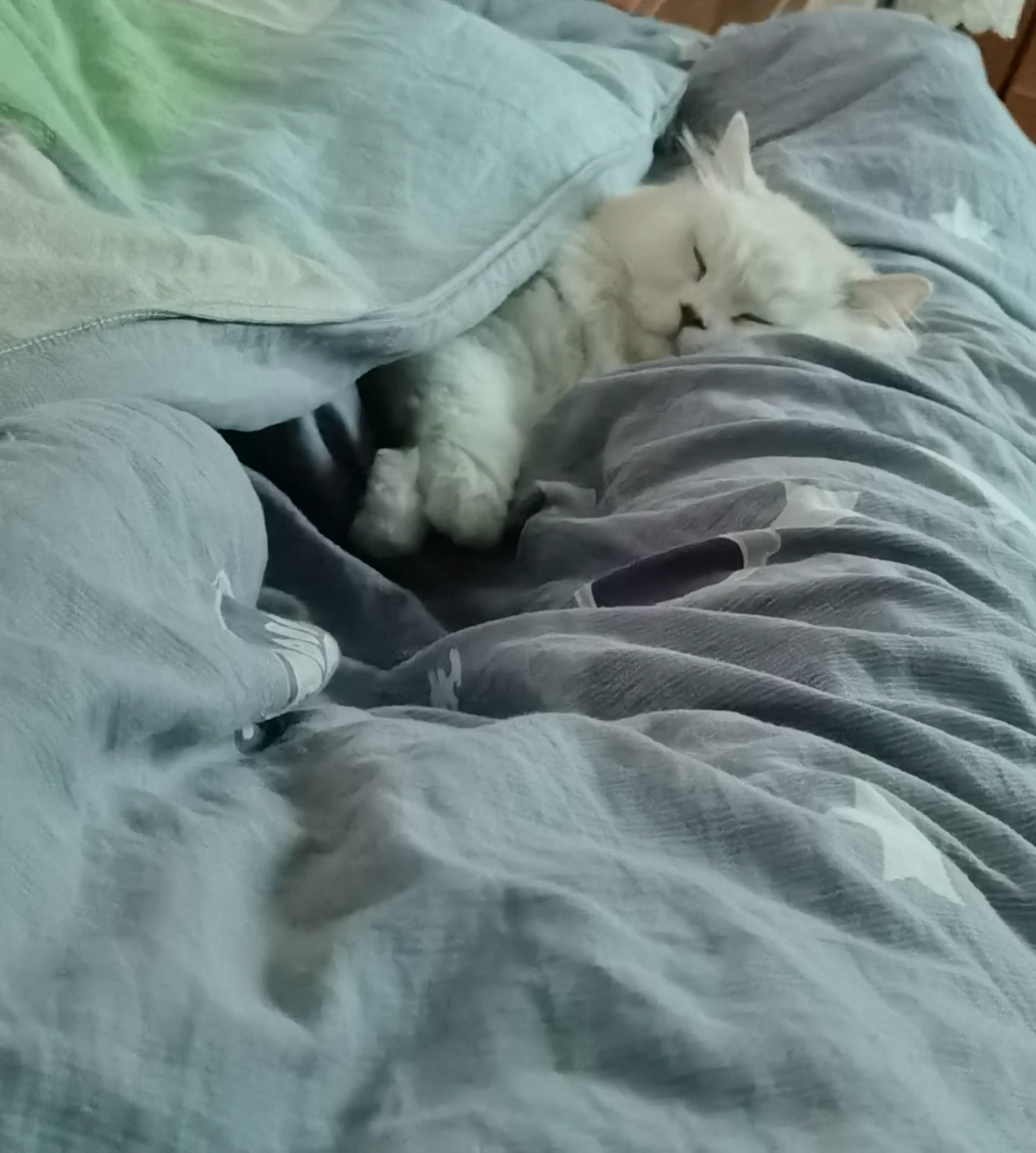 猫图片|宠物猫|猫咪|