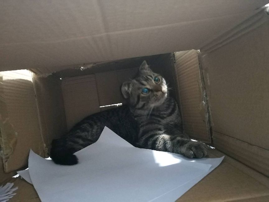 猫图片|宠物猫|猫咪|