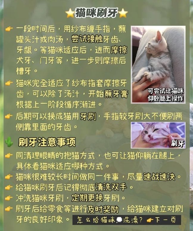 猫图片|宠物猫|猫咪|