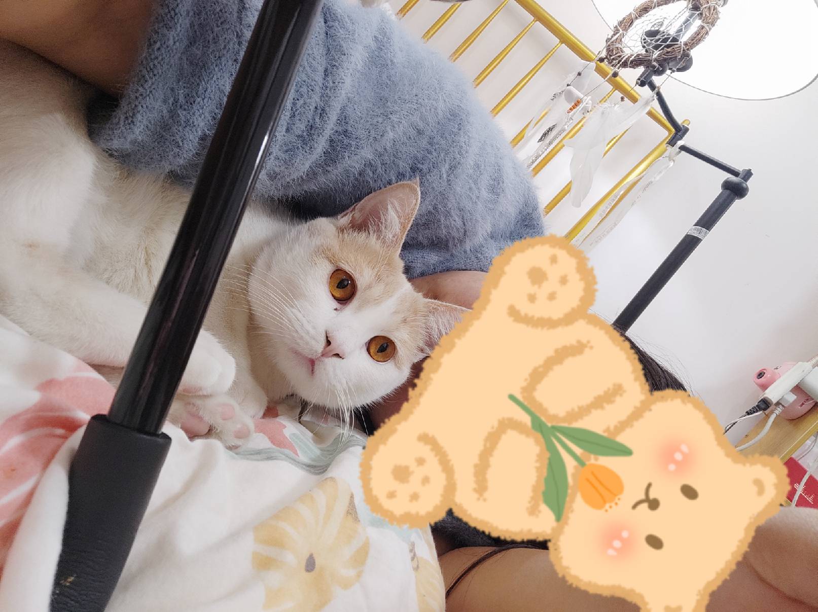 猫图片|宠物猫|猫咪|