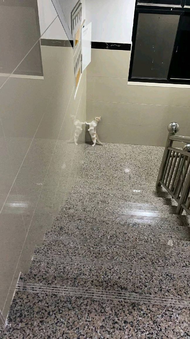 猫图片|宠物猫|猫咪|