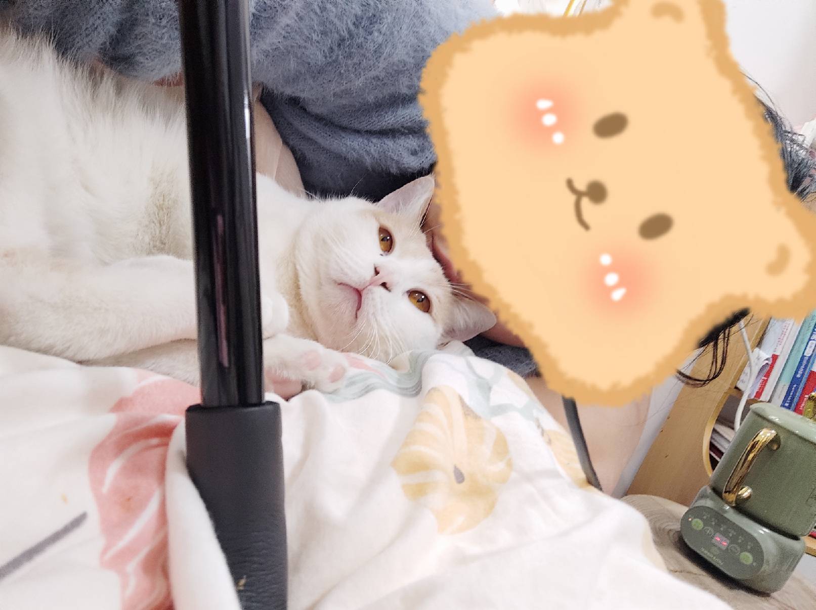 猫图片|宠物猫|猫咪|