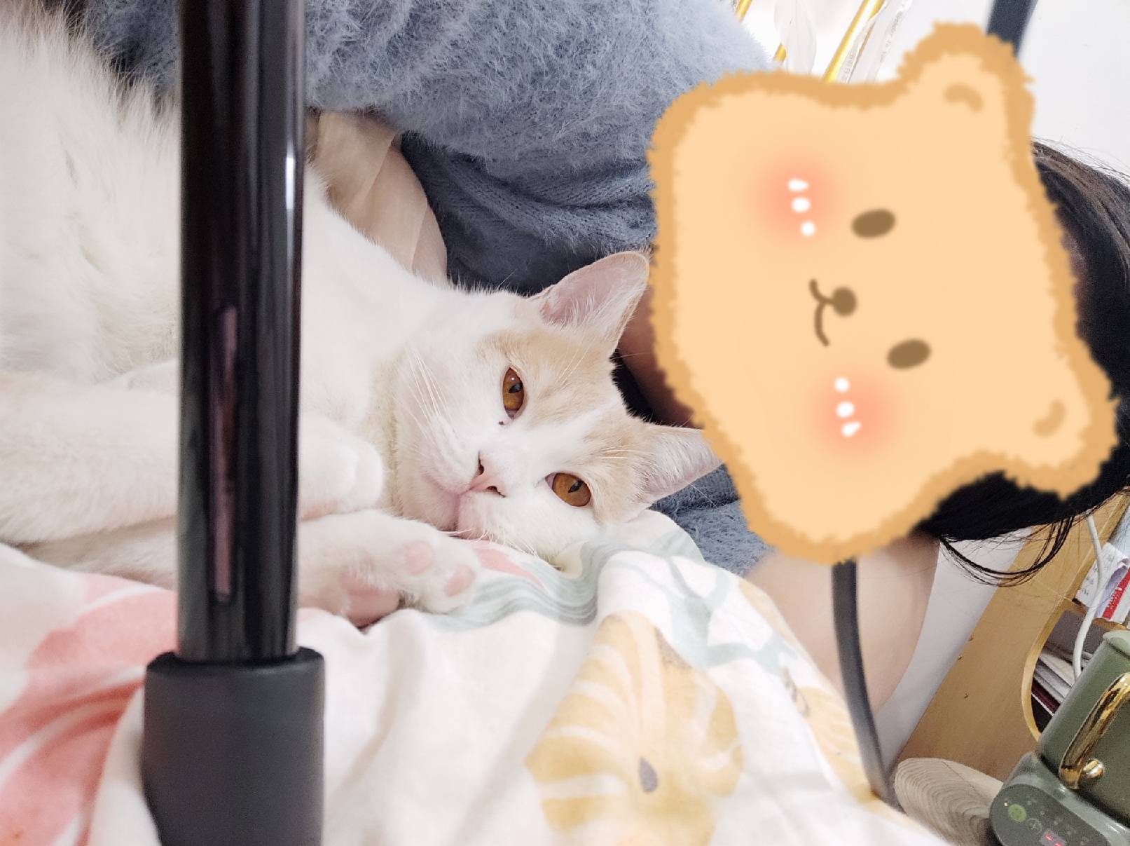 猫图片|宠物猫|猫咪|