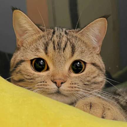 猫图片|宠物猫|猫咪|