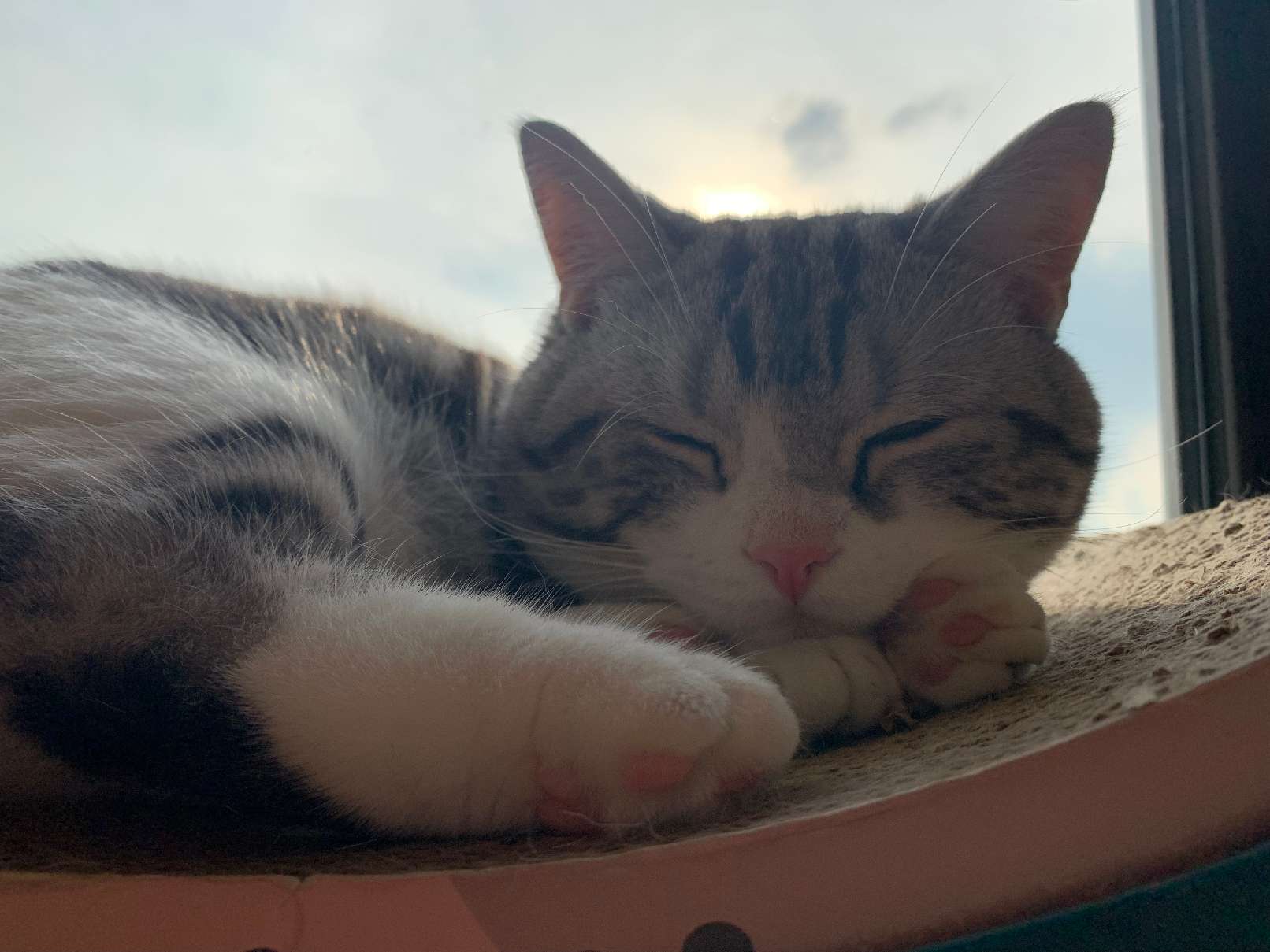 猫图片|宠物猫|猫咪|