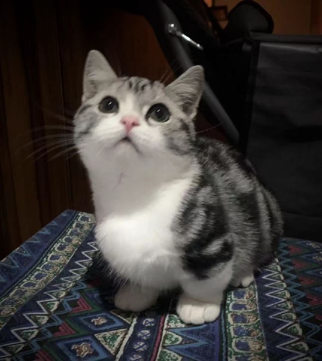 猫图片|宠物猫|猫咪|