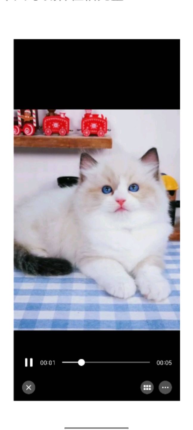 猫图片|宠物猫|猫咪|