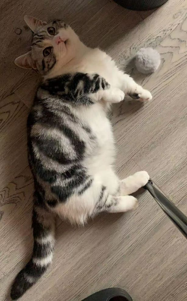 猫图片|宠物猫|猫咪|