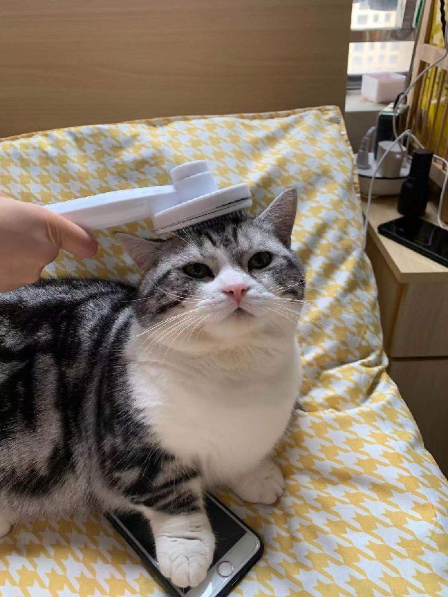 猫图片|宠物猫|猫咪|