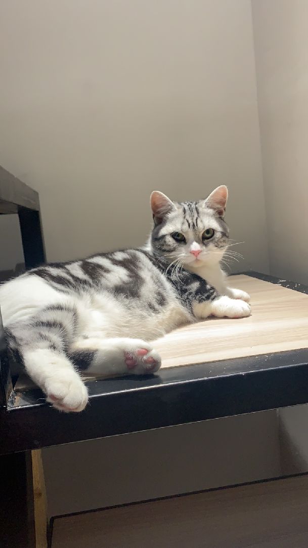 猫图片|宠物猫|猫咪|