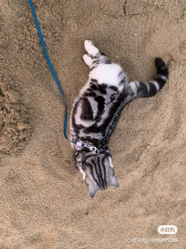 猫图片|宠物猫|猫咪|