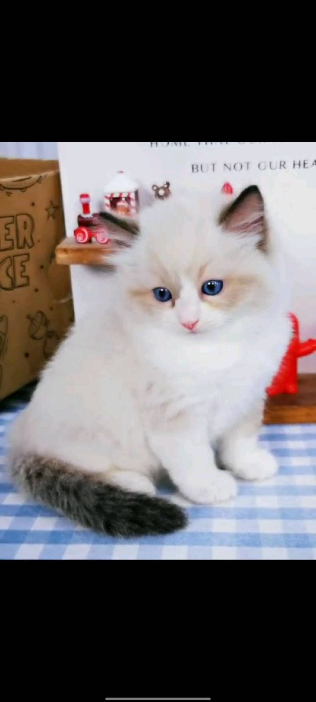 猫图片|宠物猫|猫咪|