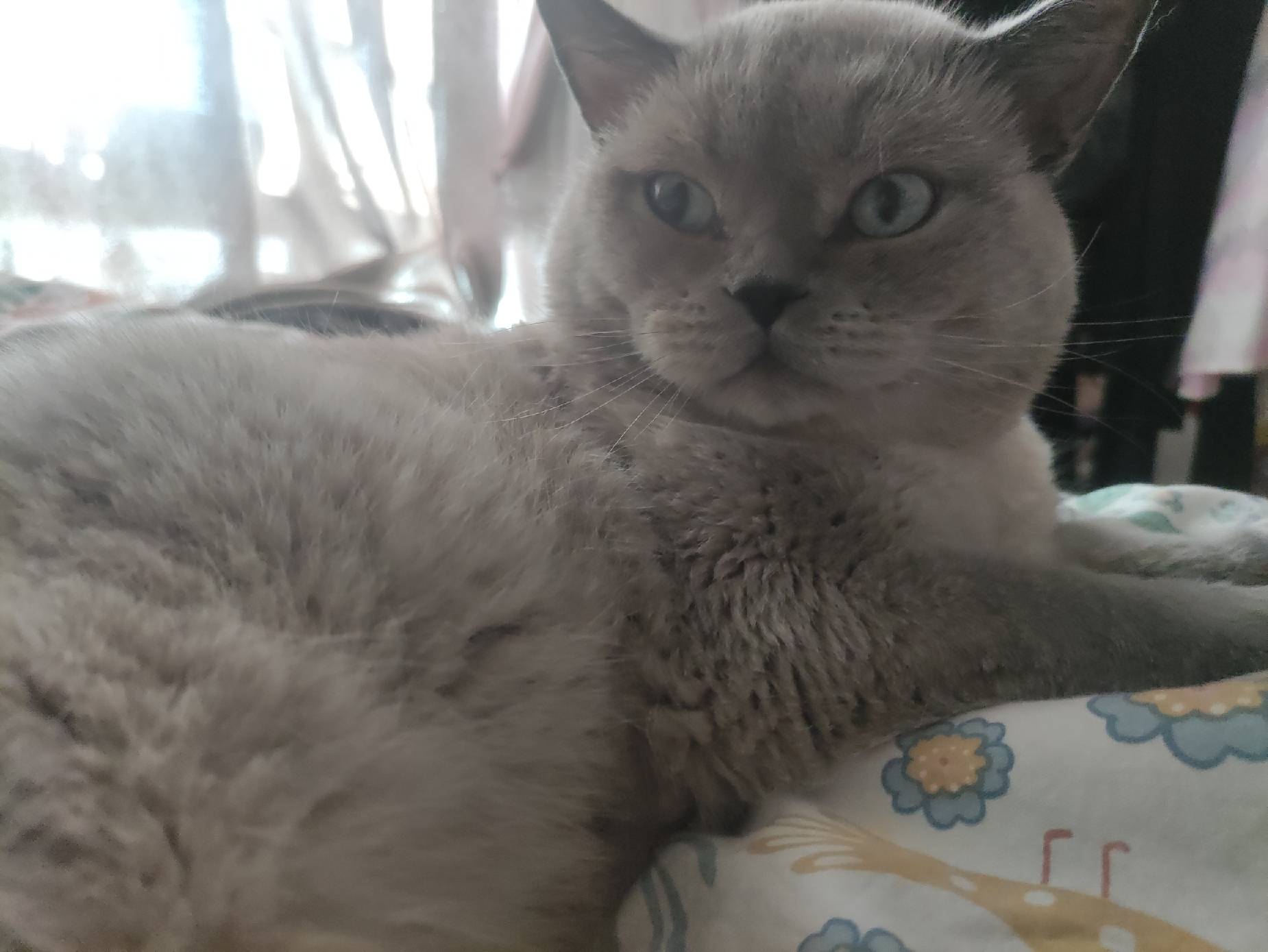 猫图片|宠物猫|猫咪|