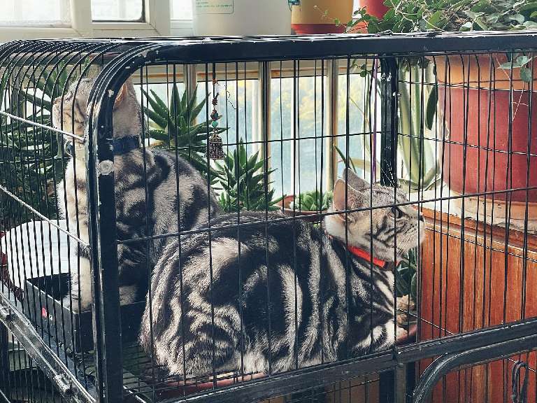 猫图片|宠物猫|猫咪|