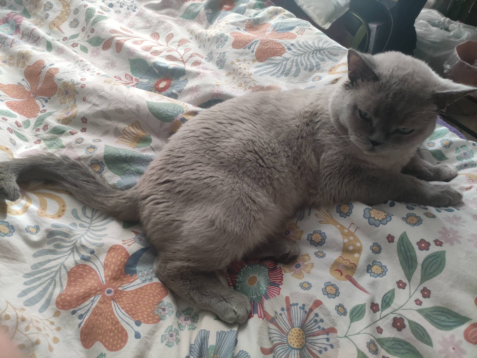 猫图片|宠物猫|猫咪|