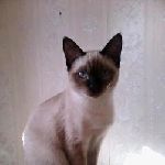 猫图片|宠物猫|猫咪|