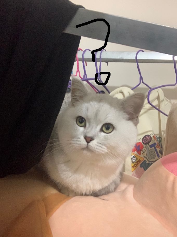 猫图片|宠物猫|猫咪|