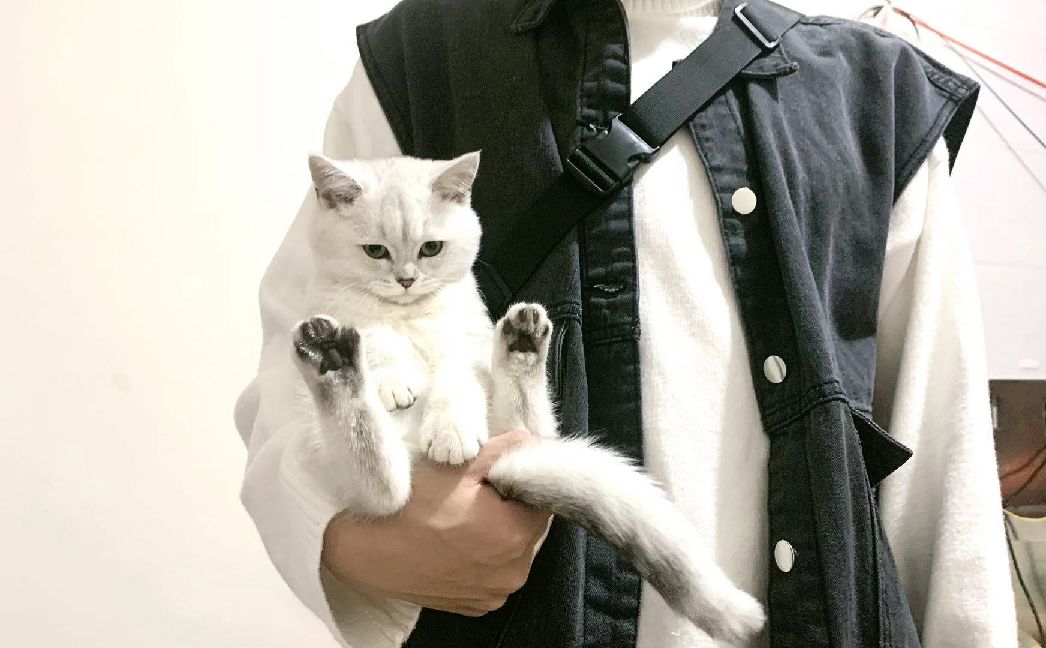 猫图片|宠物猫|猫咪|