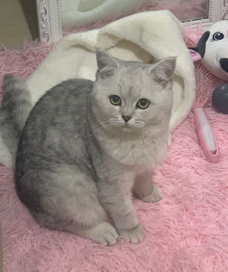 猫图片|宠物猫|猫咪|